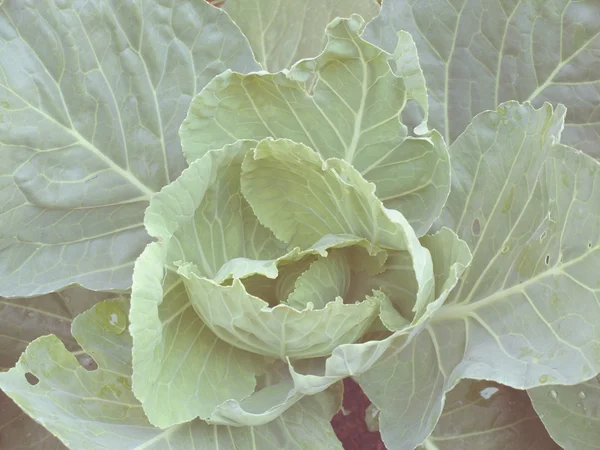 Fresh cabbage in vintage style — Stock Photo, Image