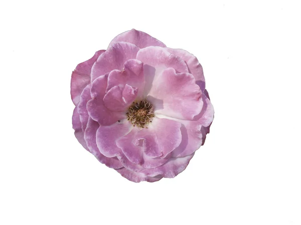 Pembe gül beyaz üzerine izole