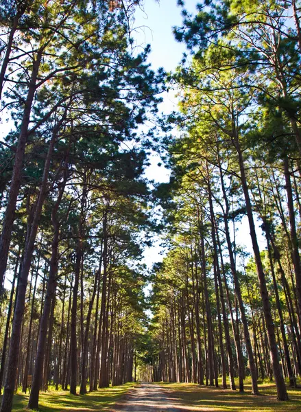 Camino a través del bosque de pinos altos — Foto de Stock