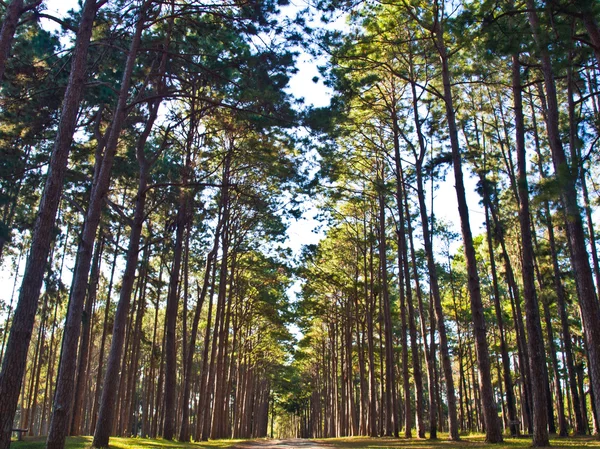Uzun boylu çam ağaçları orman — Stok fotoğraf
