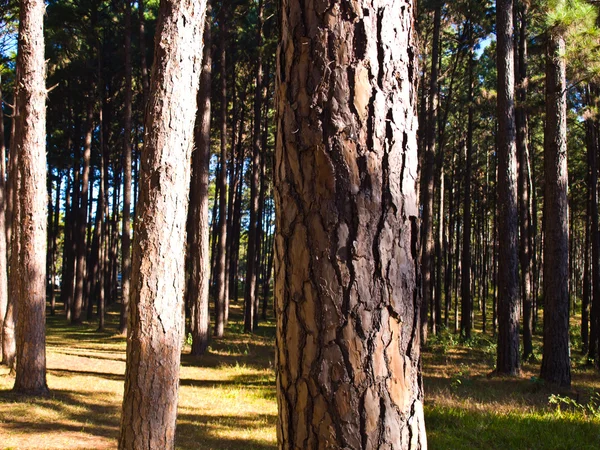 Filas de pinos en el bosque — Foto de Stock