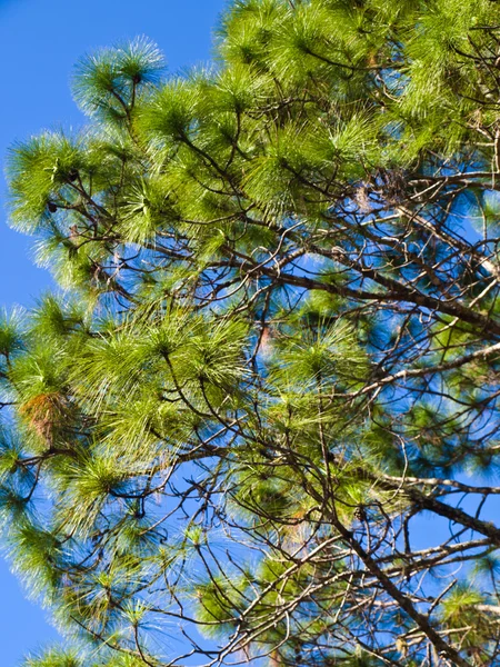 Çam ağacı üzerinde mavi gökyüzü bırakır — Stok fotoğraf