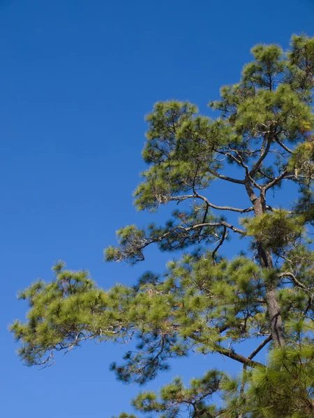 Hojas de pino sobre el cielo azul — Foto de Stock