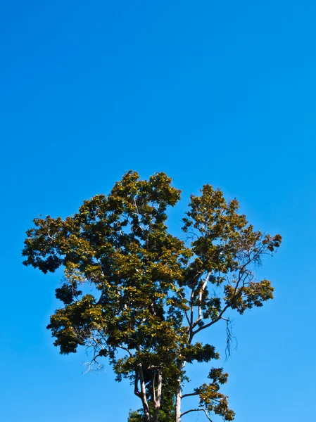 Árbol en el cielo azul como fondo . — Foto de Stock
