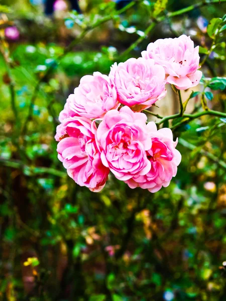 Róże różowy bajki w przyrodzie — Zdjęcie stockowe