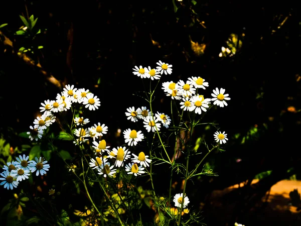 Weiße Gänseblümchen in der Natur mit schwarzem Hintergrund — Stockfoto