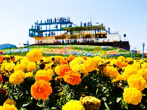 Marigold çiçek (tagetes patula l.) Bahçe ile bina ba