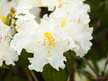 Chiang Mai, Tha Doi Inthanon doğada beyaz ormangülü