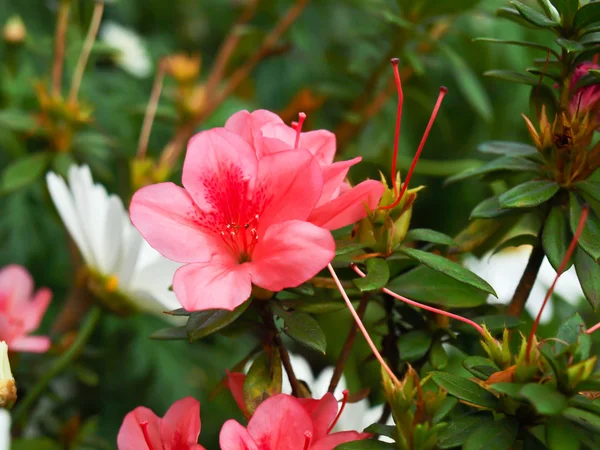 Pink rhododendron  in nature — Stock Photo, Image