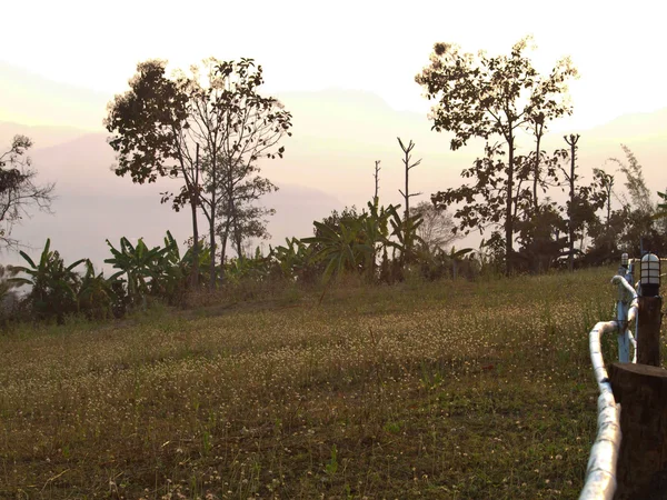 Campo de pradera fondo con niebla en la mañana — Foto de Stock