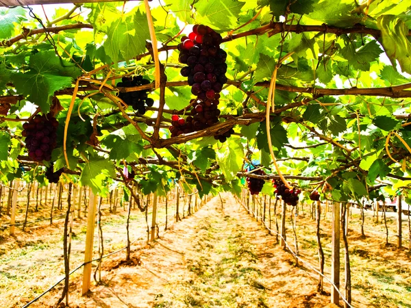 yeşil kırmızı üzüm demet nakorn ratchasima, Tayland'ın şarap bahçesinde bırakır.