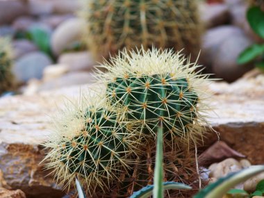 Uzun dikenli küre şeklindeki kaktüsleri kapatın. 