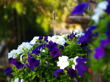 Bush Clockvine, Thunbergia affinis S., tropikal çiçekli pla