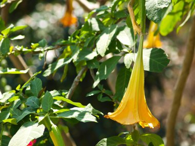 Sarı tatula çiçek bilim adına (Catura metel Linn.) 