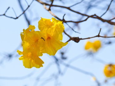 Chiang rai, Tayland altın trompet ağacında closeup