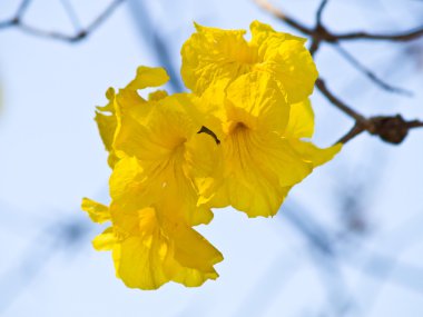 Chiang rai, Tayland altın trompet ağacında closeup