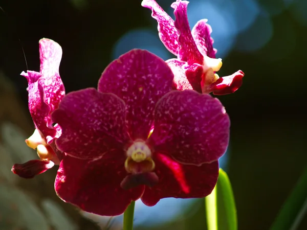 Phalaenopsis orquídea violeta na natureza em Chiang Rai na Tailândia — Fotografia de Stock