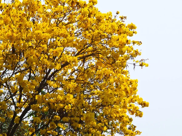 Golden trumpet tree, Chiang rai, Thailand — Stock Photo, Image