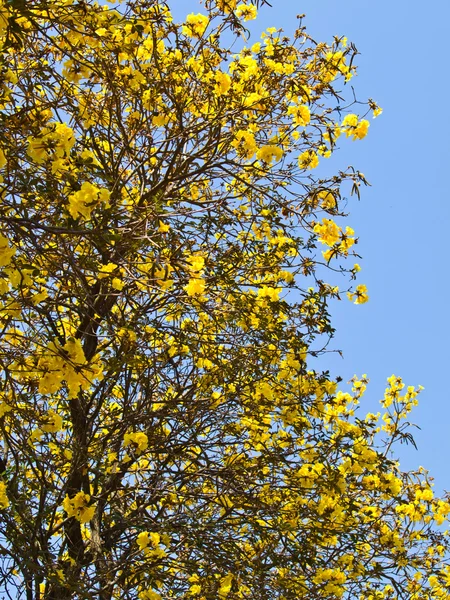 Golden trumpet tree, Chiang rai, Thailand — Stock Photo, Image