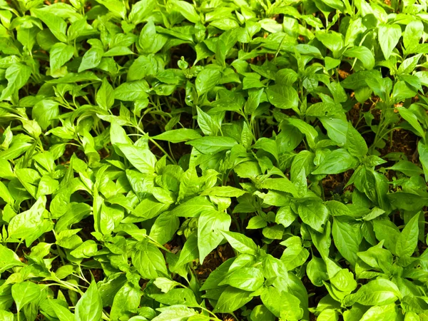 Alfombra de hojas verdes — Foto de Stock