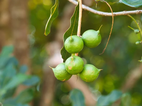 Rijp Macadamia integrifolia, Chiang rai, Thailand Stockafbeelding