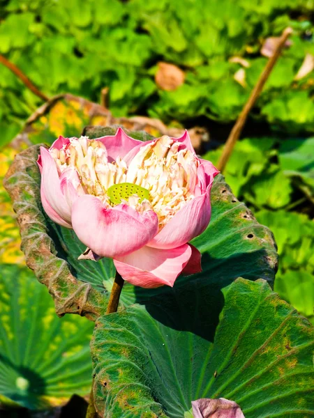 Roze Lotus en blad in een vijver Stockafbeelding