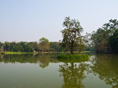 Suan Mae Fah Luang, Chiang Rai göle ağacında