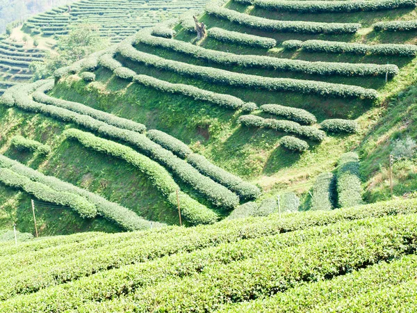 Teeplantage auf Mae Salong Hill, Chiang Rai, Thailand — Stockfoto