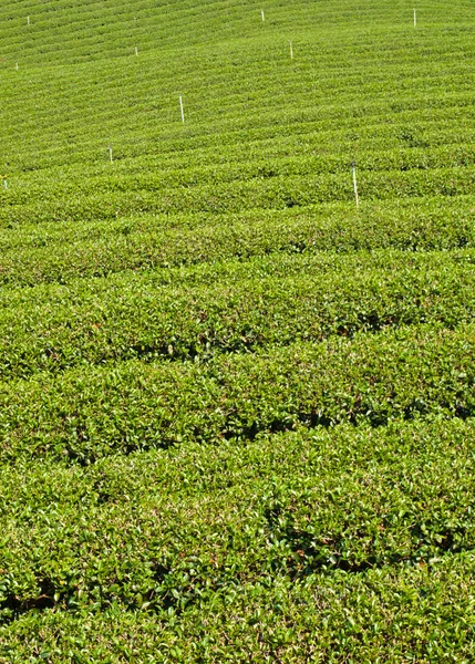 Čajové plantáže na mae salong hill, chiang rai, Thajsko — Stock fotografie