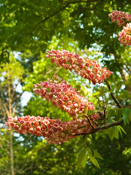 bretschneidera sinensis çiçek, nan, thailand