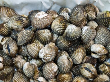 Izgara kan cockle (Anadara granosa, üstten görünüm)