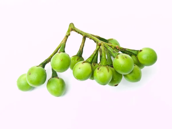 Горох баклажан, Solanum torvum, изолирован на белом фоне — стоковое фото