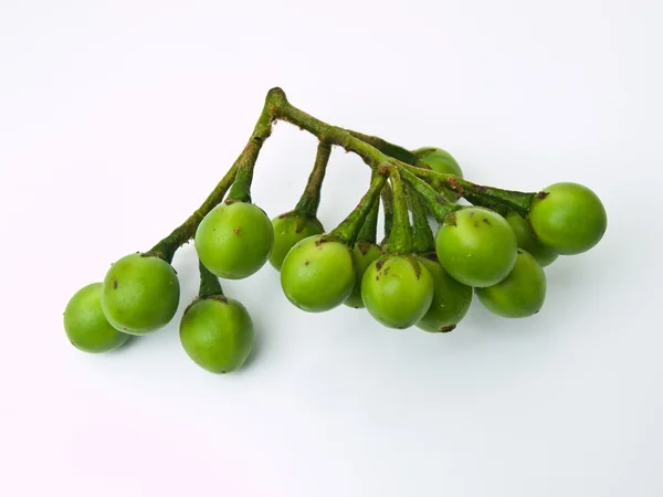 Горох баклажан, Solanum torvum, изолирован на белом фоне — стоковое фото