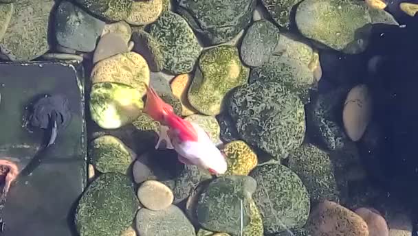 Kleurrijke gouden vissen zwemmen in overdekte vijver overdag — Stockvideo