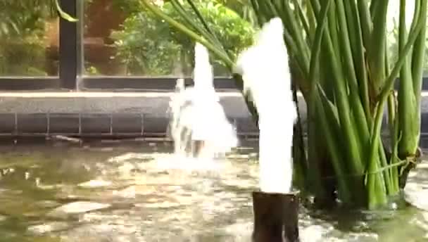 Dubbel fontäner i inomhus trädgård — Stockvideo