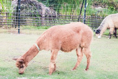 grupta çim yeme alcapas grubu