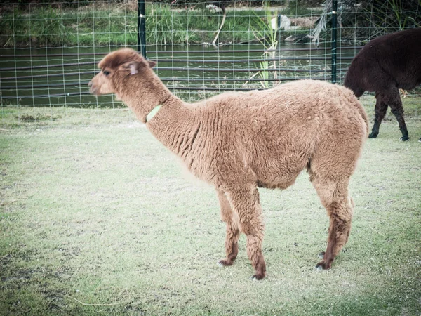 Bruin alcapa in boerderij in retro stijl — Stockfoto