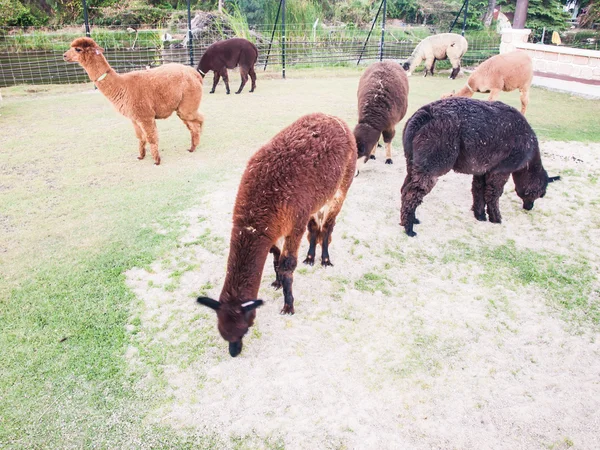 Grupo de alcapas comendo grama na fazenda — Fotografia de Stock