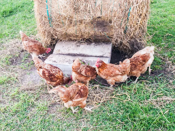 Szabadtartású csirkék a gyepen, akik a földet csipkedik. — Stock Fotó