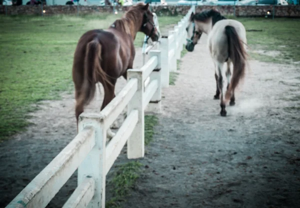 Θολή άλογα περπατήματος στο αγρόκτημα σε στυλ ρετρό — Φωτογραφία Αρχείου