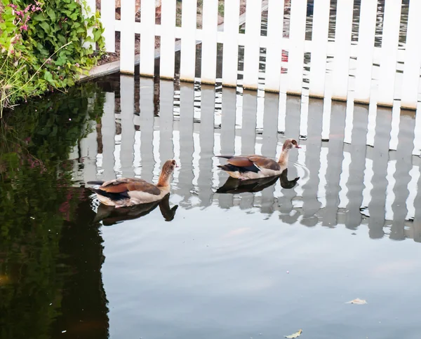 Wild gooses swiming in still water — Stock Photo, Image