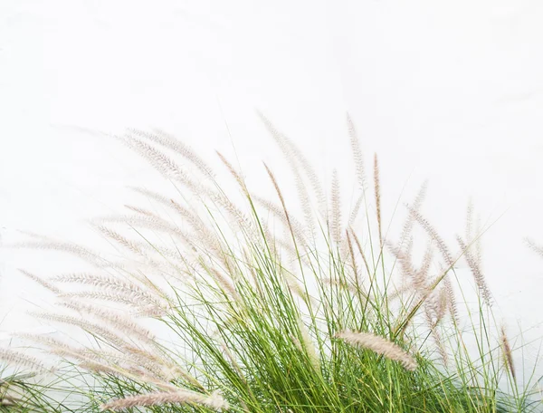 Canne d'erba isolate su fondo bianco Foto Stock