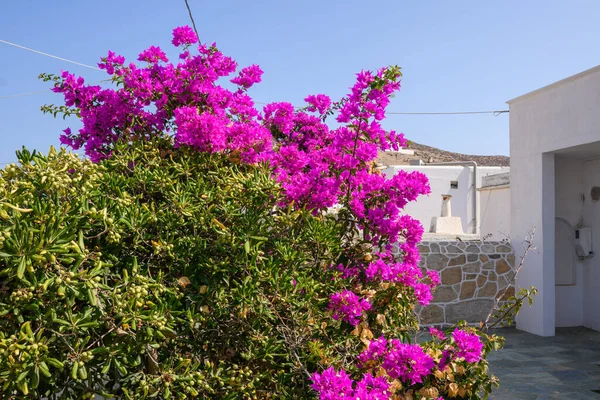 Folegandros Adasındaki Chora Kasabasının Caddesinde Çiçek Açan Begonviller Cyclades Yunanistan — Stok fotoğraf