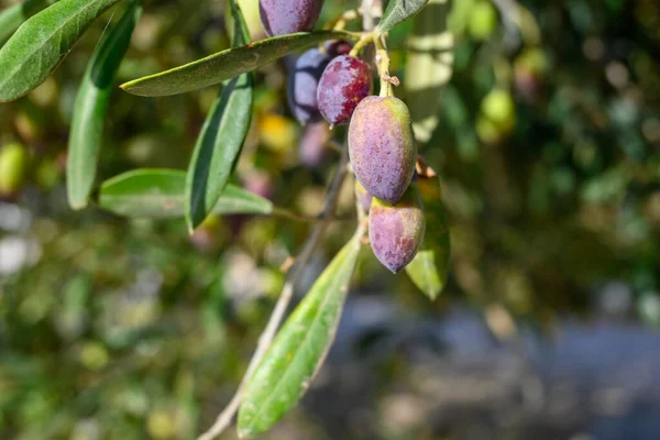 Olives Kalamata Sur Une Branche Arbre Dans Verger Été — Photo