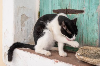 Yunanistan 'ın Kiklad Adaları, Paros Adası' ndaki Lefkes köyünde sokaktaki siyah beyaz kedi