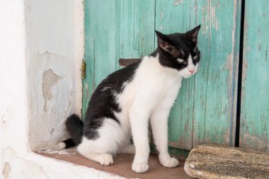 Yunanistan 'ın Kiklad Adaları, Paros Adası' ndaki Lefkes köyünde sokaktaki siyah beyaz kedi