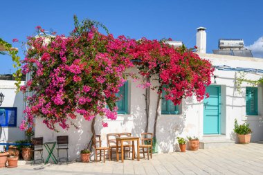 Paros adasındaki Lefkes köyünde çiçek açan begonvil çiçekleri. Cyclades, Yunanistan