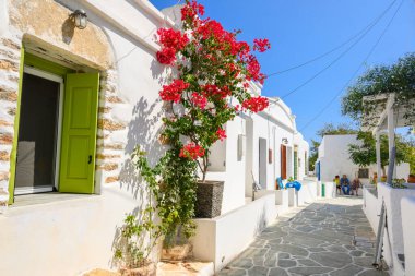 Folegandros, Yunanistan - 23 Eylül 2020: Folegandros adasındaki Chora kasabasında çiçek açan bougainvillea çiçekleri. Cyclades, Yunanistan
