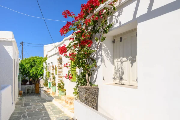 Folegandros Grécia Setembro 2020 Flores Bougainvillea Florescentes Cidade Chora Ilha — Fotografia de Stock