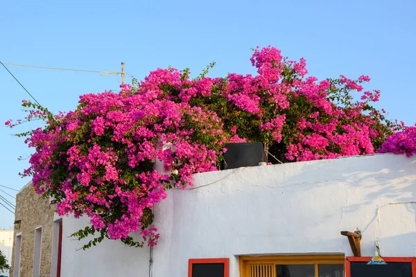 Çiçekli Begonviller Yunan Caddesinde Tipik Çiçekler Folegandros Adasındaki Chora Kasabası — Stok fotoğraf